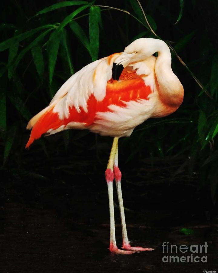 Posed Flamingo Photograph by Lizi Beard-Ward