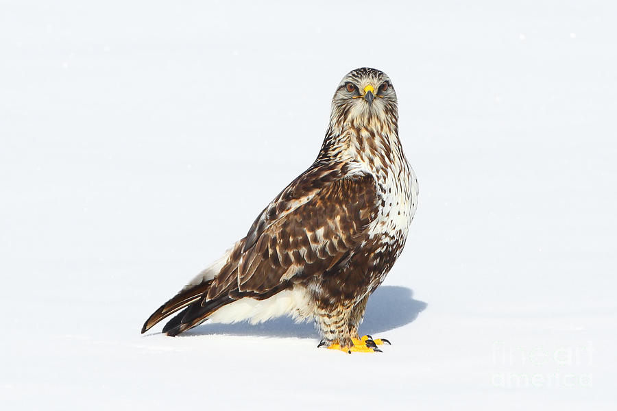 Posed Hawk Photograph by Bill Singleton
