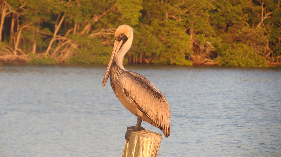 Posed Pelican Photograph by Fortunate Findings Shirley Dickerson