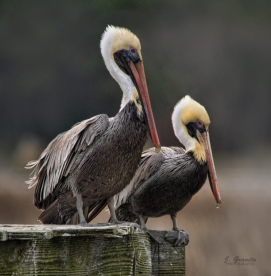 Posin Pelicans Photograph by Joe Granita