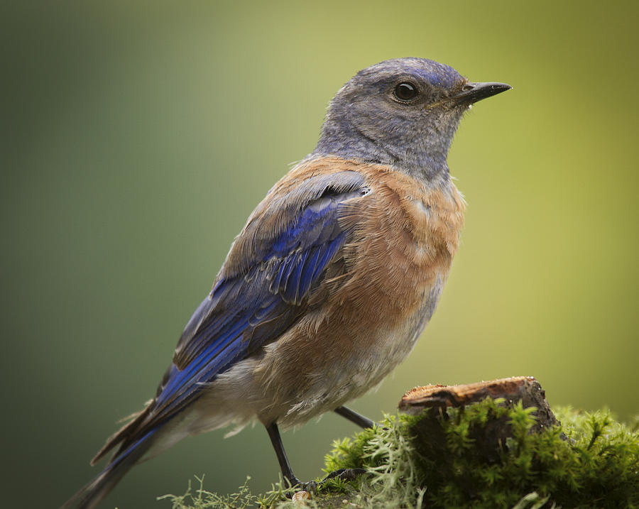 Posing Bluebird Photograph by Jean Noren