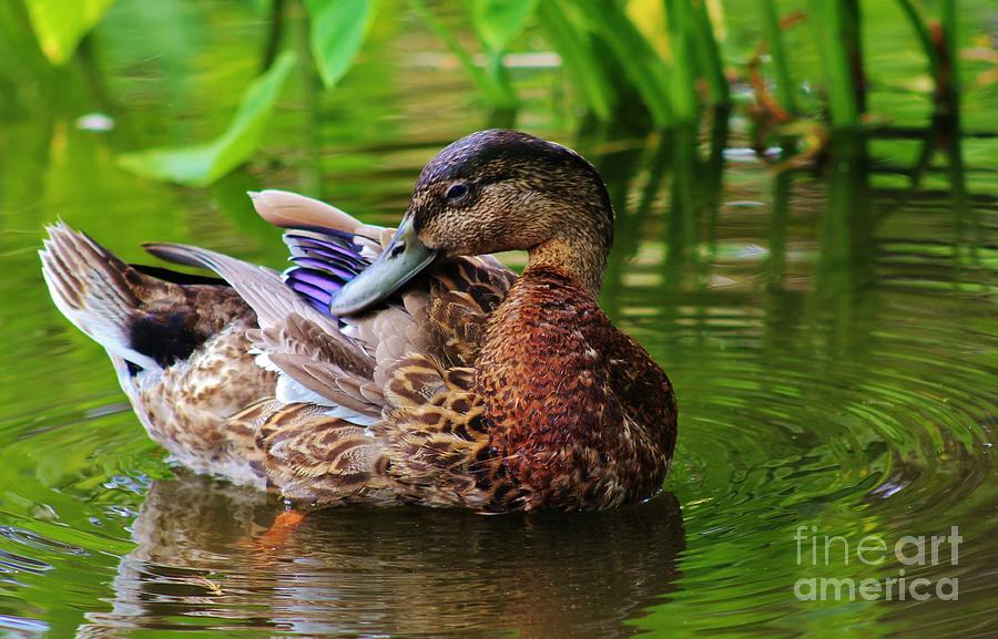 Posing Duck Photograph by Craig Wood