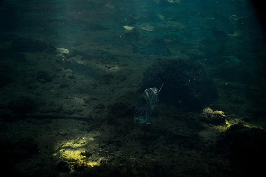 Posing Fish Photograph by Richard Zentner