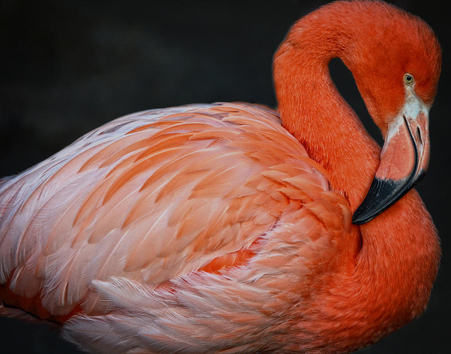 Posing Flamingo Photograph by Maggy Marsh