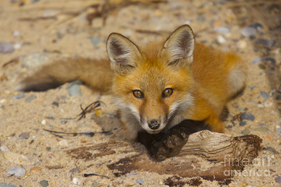 Posing Fox Pup Photograph by Amazing Jules