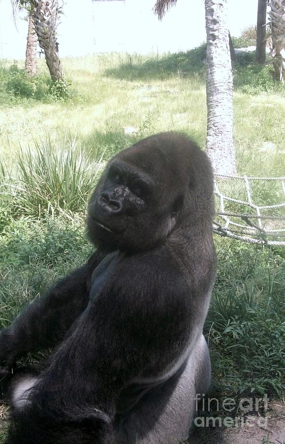 Gorillas Pose For Selfies With Anti-Poaching Rangers In Congo | Bored Panda