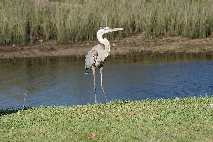Posing Heron Photograph by Lois Lepisto
