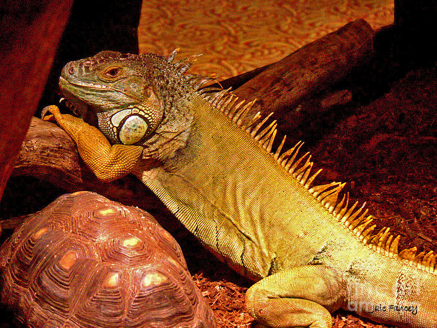 Posing Iguana and friend Photograph by Jale Fancey