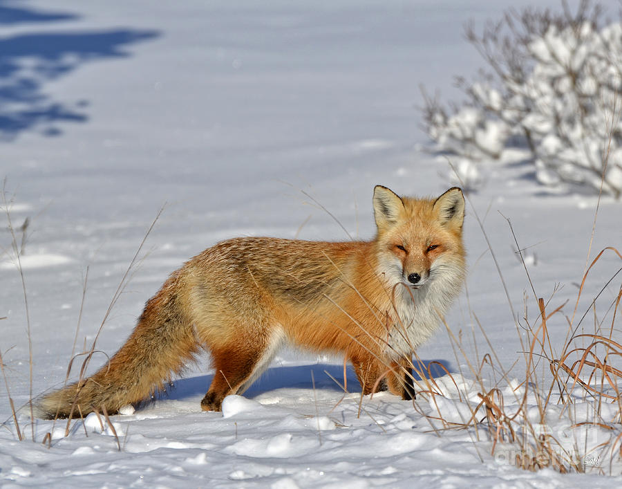 Animal Photograph - Posing in the snow by Sami Martin