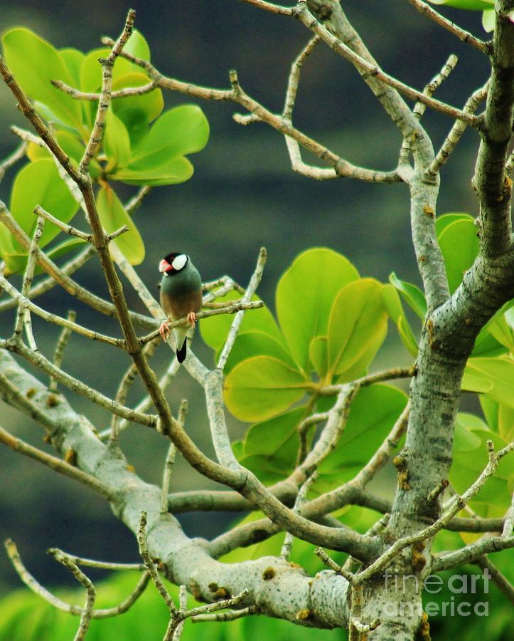 Java Sparrow Photograph - Posing Java Finch by Craig Wood