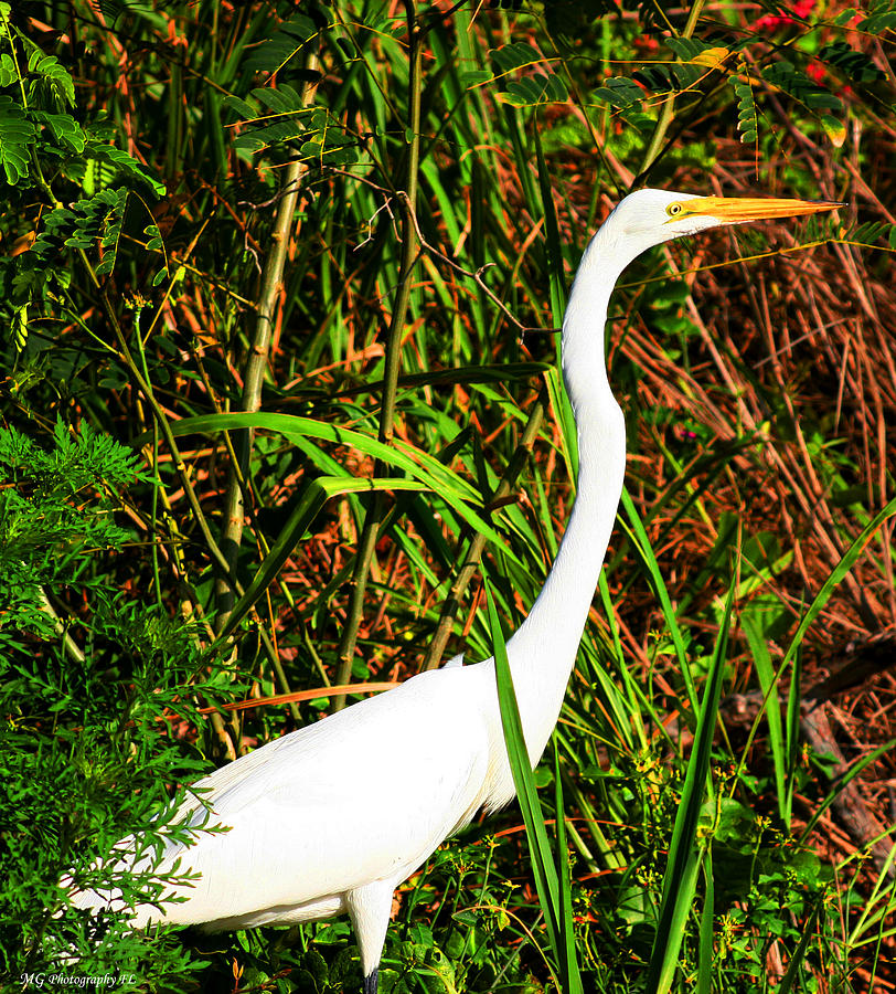 Bird Photograph - Posing by Marty Gayler Bird Photograph - Posing by Marty Gayler