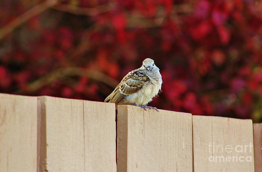 Posing Morning Dove Photograph by Craig Wood