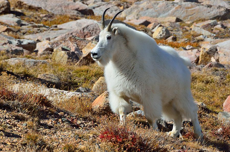 Posing Mountain Goat Photograph by Tranquil Light Photography