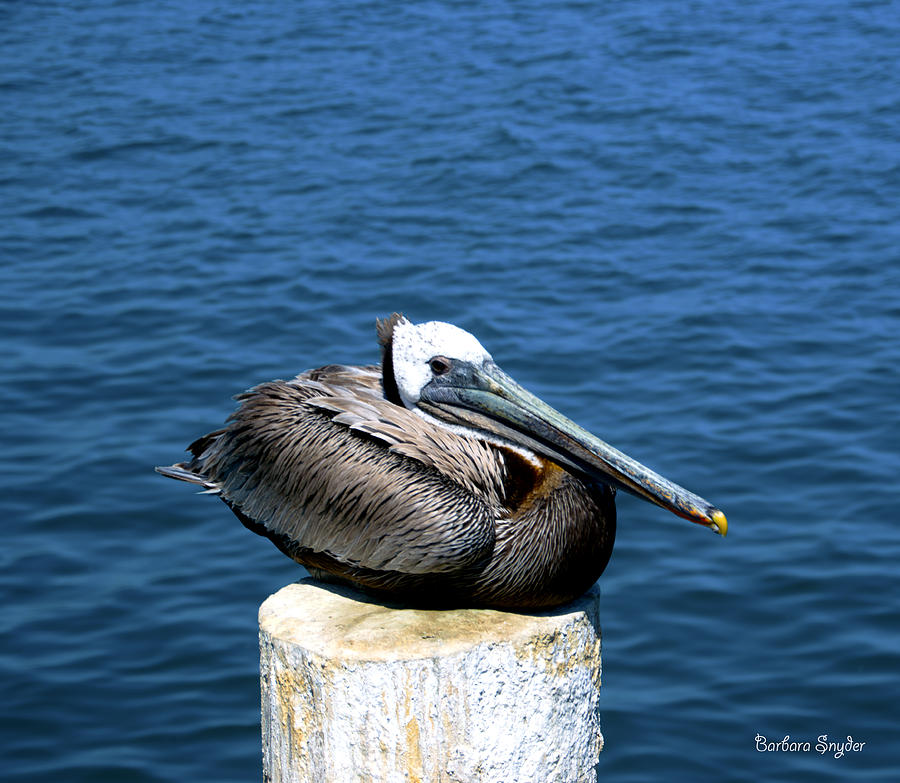 Posing Pelican at Stearns Wharf 2 Photograph by Barbara Snyder