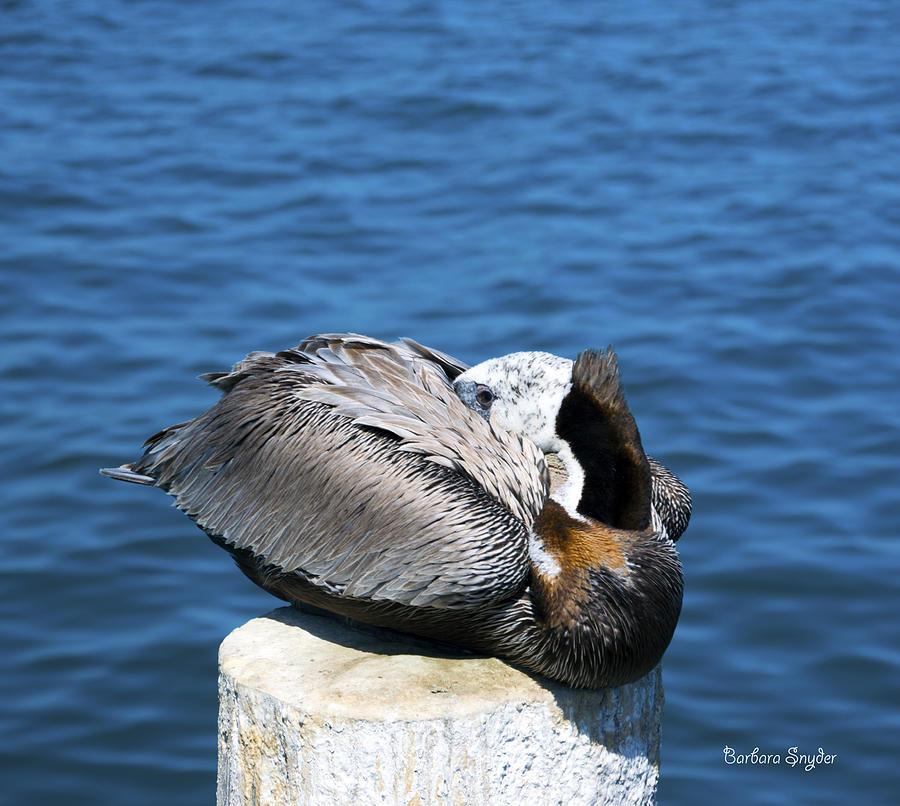 Posing Pelican at Stearns Wharf 3 Photograph by Barbara Snyder