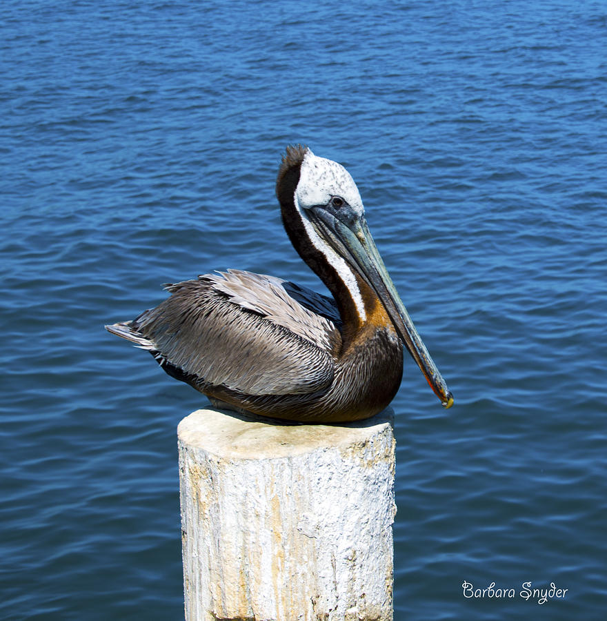Posing Pelican at Stearns Wharf  Photograph by Barbara Snyder