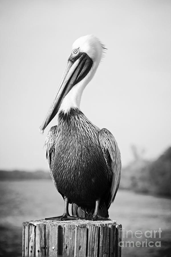 Pelican Photograph - Posing Pelican - Black and White by Carol Groenen