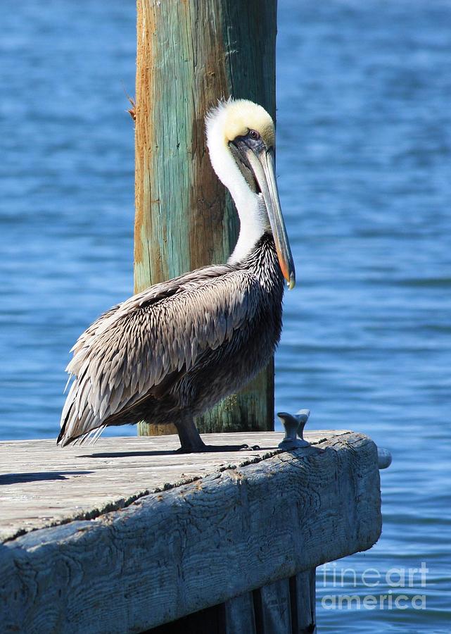 Animal Photograph - Posing Pelican by Carol Groenen