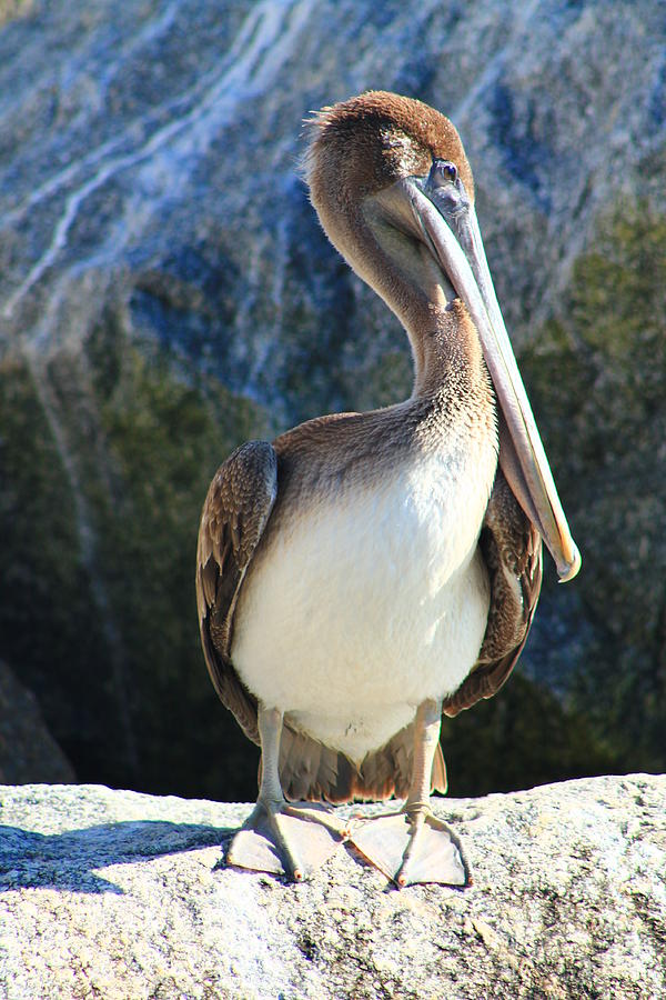 Posing Pelican Photograph by Catie Canetti