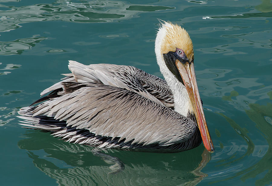 Posing Pelican Photograph by Mark Little