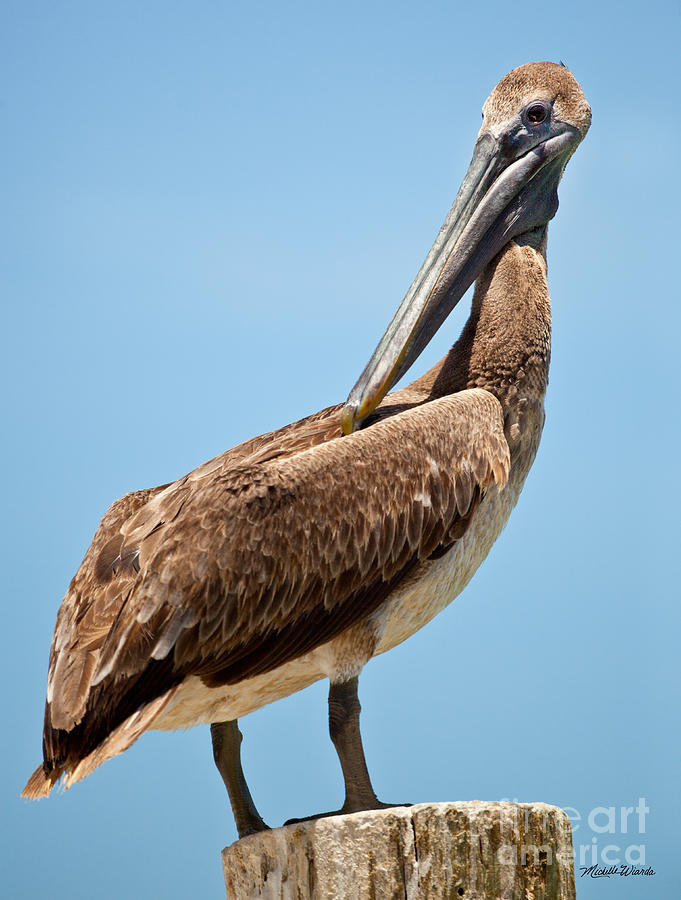 Pelican Photograph - Posing Pelican by Michelle Constantine