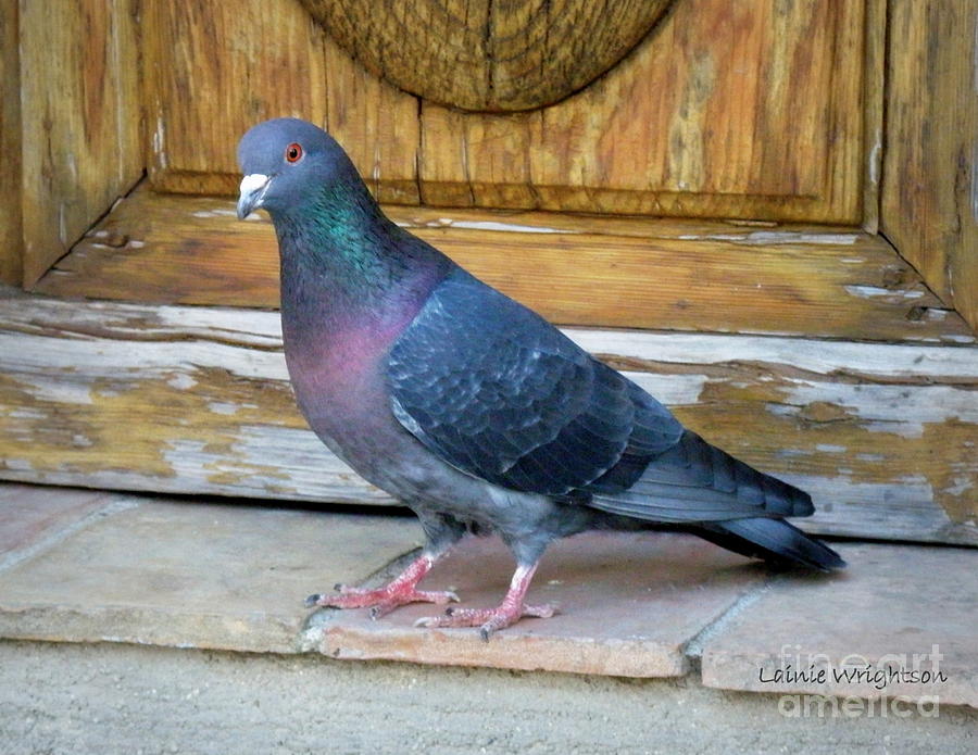 Posing Pigeon  Photograph by Lainie Wrightson