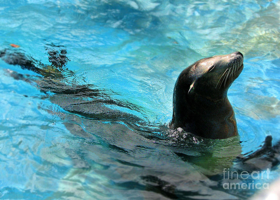 Animal Photograph - Posing Sea Lion by Kristine Widney