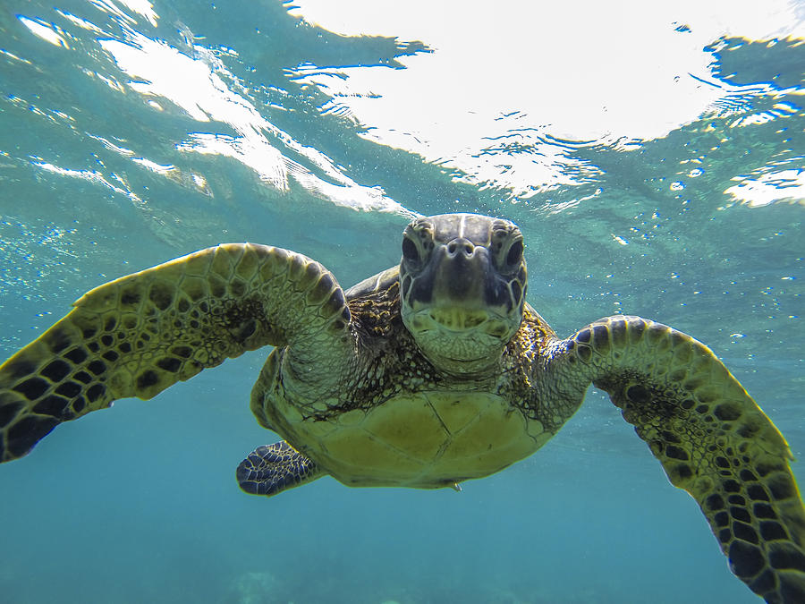 Posing Sea Turtle Photograph by Brad Scott