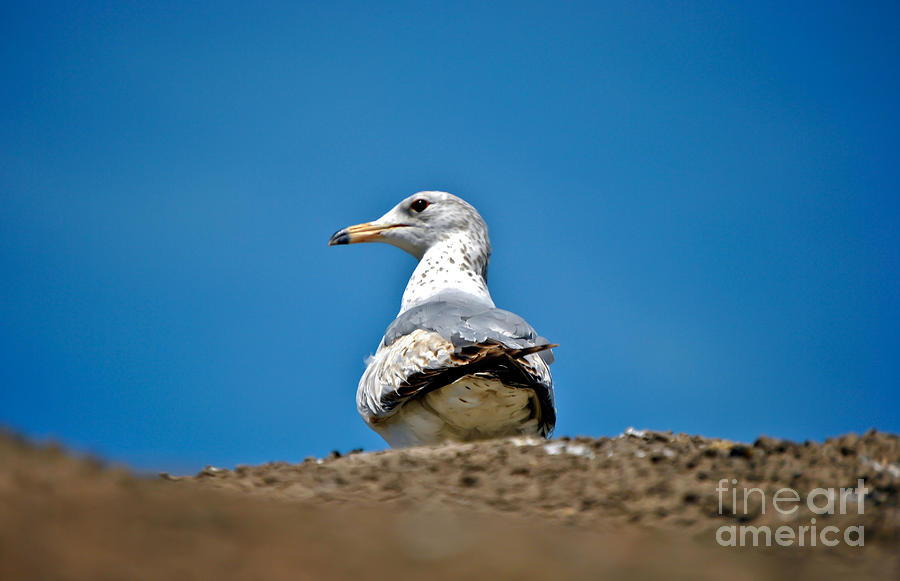 Posing seagul Photograph by PatriZio M Busnel