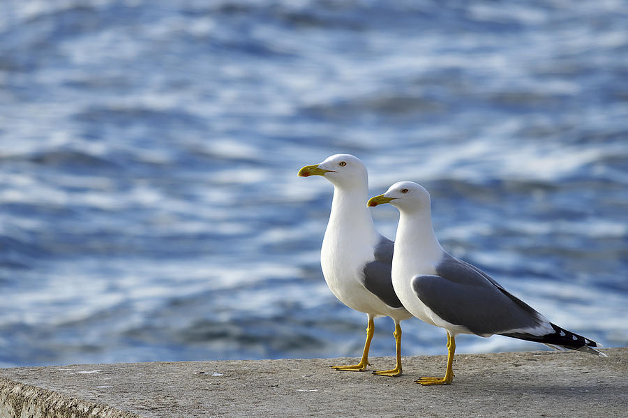 Posing seagulls Photograph by Ivan Slosar