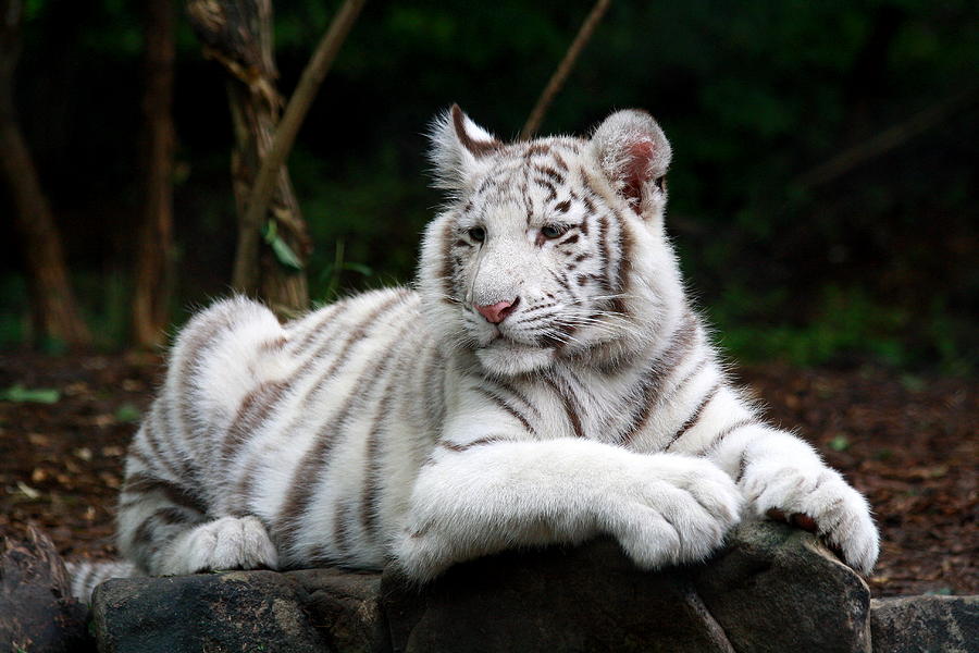 Posing Tiger Photograph by Jim Johnson | Fine Art America