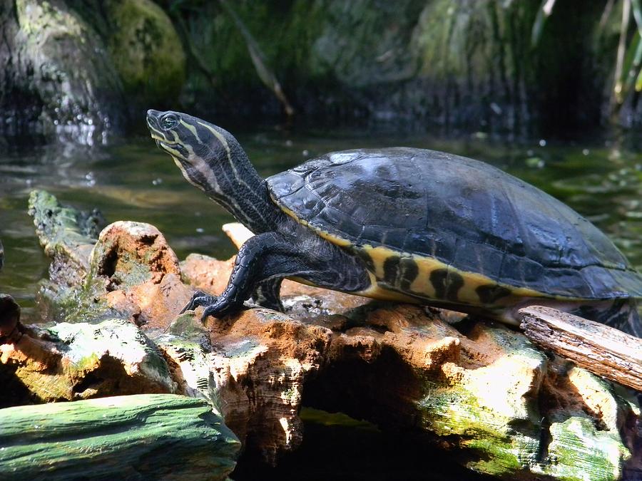 Posing Turtle Photograph by Warren Thompson - Fine Art America