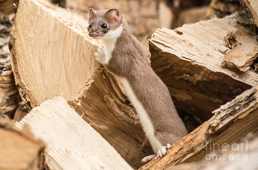 Posing Weasel Photograph by Cheryl Baxter