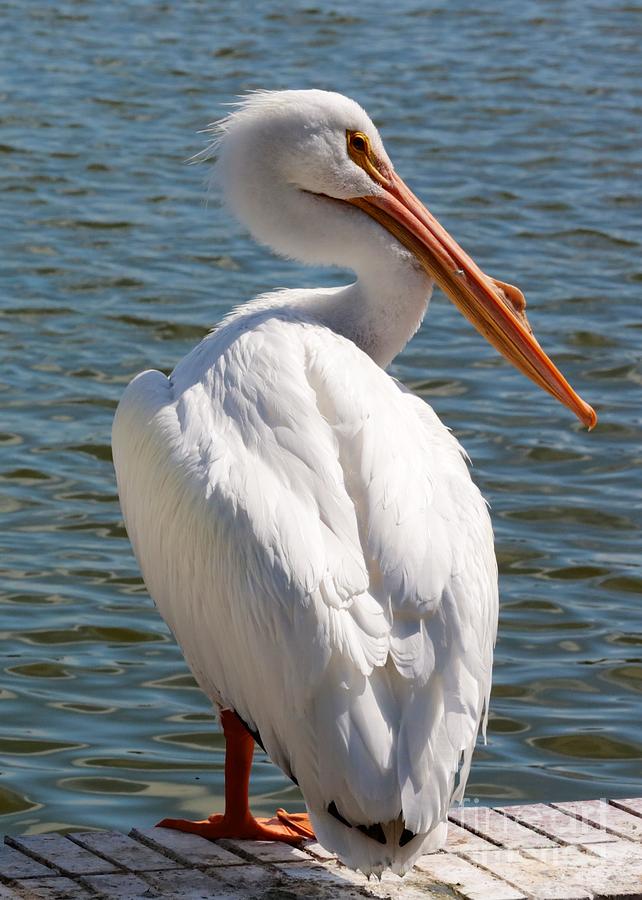 Pelican Photograph - Posing White Pelican by Carol Groenen