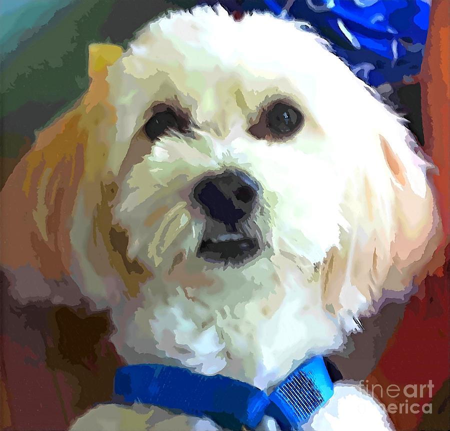 Posing Havanese Digital Painting Photograph by Barbara A Griffin