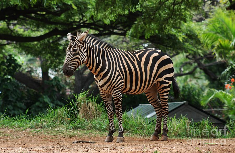 Posing Zebra Photograph by Craig Wood