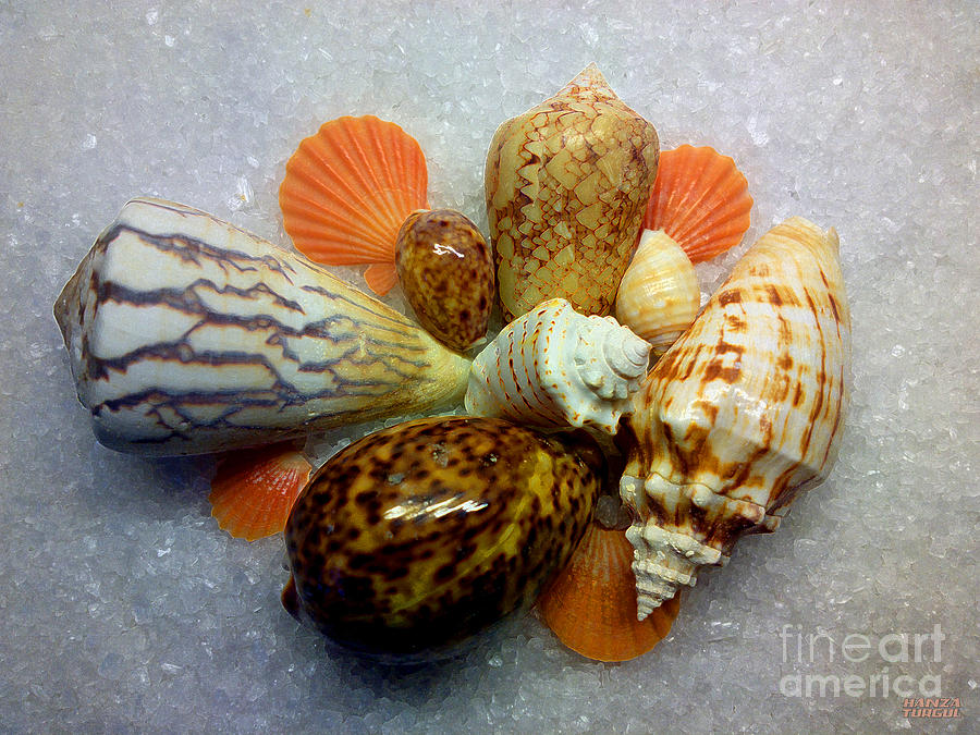 Shell Photograph - Positive Energy Seashells by Hanza Turgul