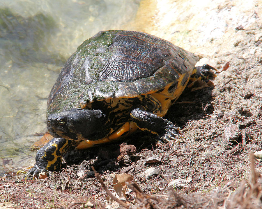 Turtle Photograph - Possible Cooter Turtle by Doris Potter