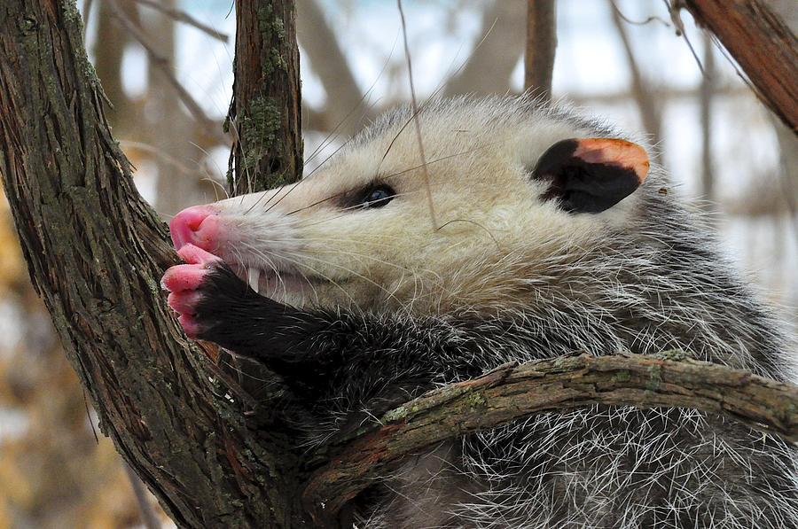 Possum Photograph by JLambe Photography - Pixels