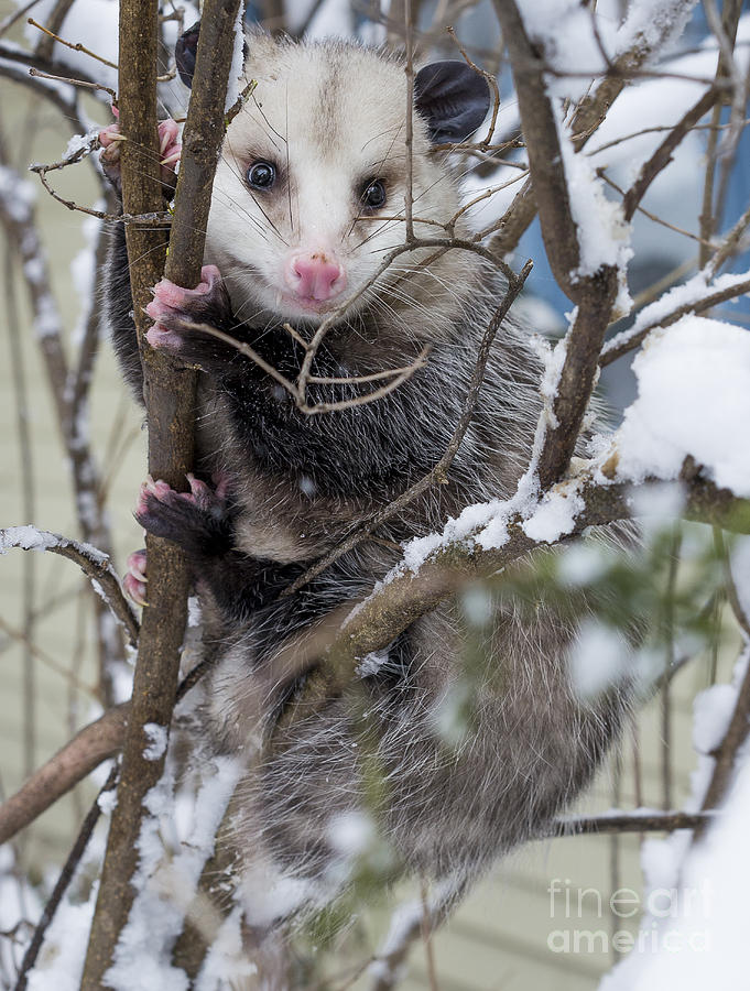 Possum Photograph by Steven Ralser