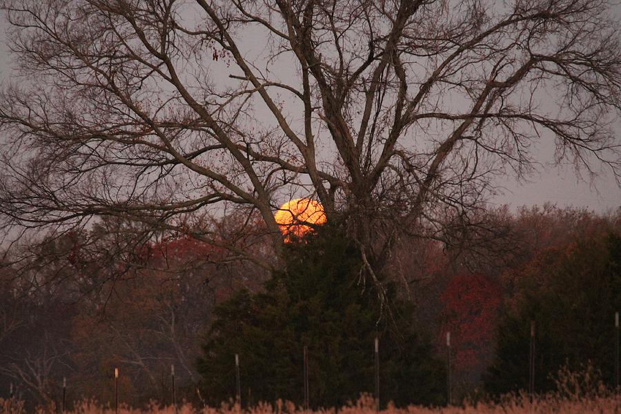 Tree Photograph - Post Eclipse Moonset by Lorri Crossno