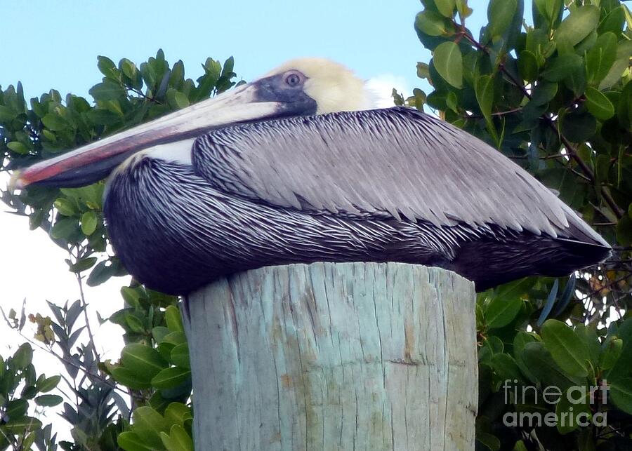 Post Pelican Photograph by Barbie Corbett-Newmin