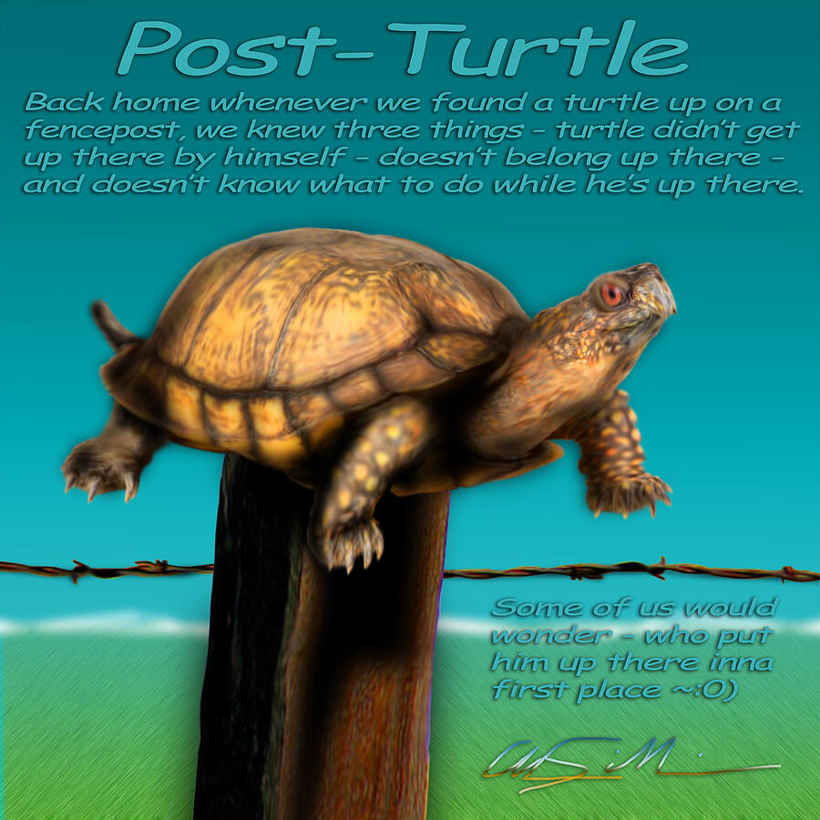 Post Turtle Photograph by Chas Sinklier