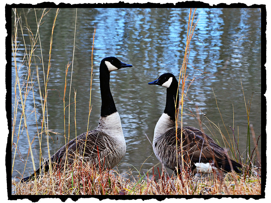 Goose Photograph - Postcard from Nature by Mary Zeman