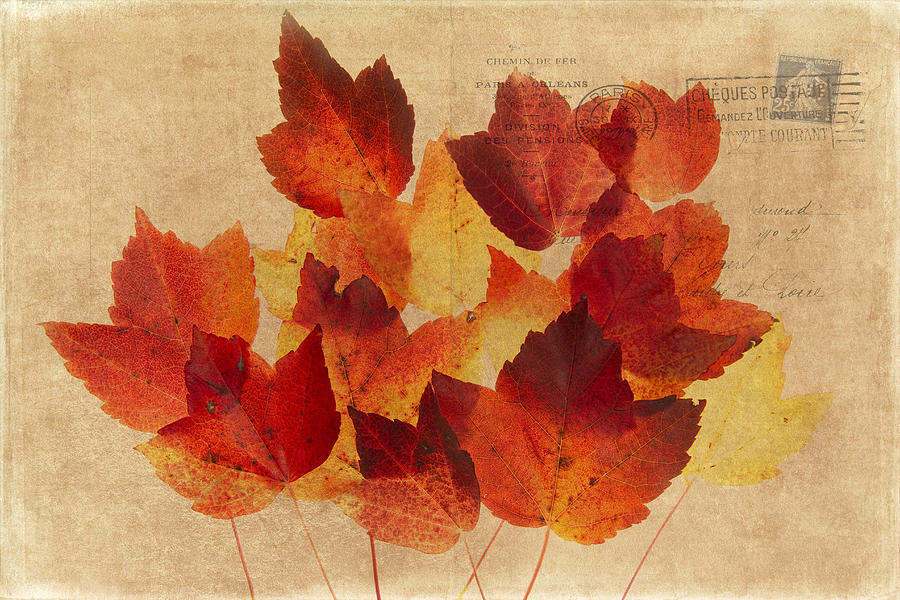 Postcard Leaves Photograph by Rebecca Cozart