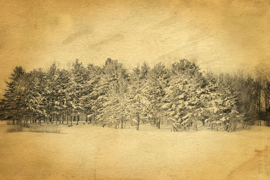Postcard Winter Photograph by Mary Timman