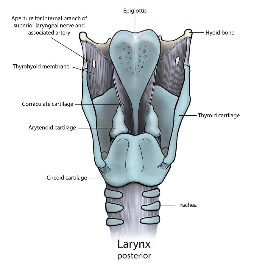 greys anatomy larynx