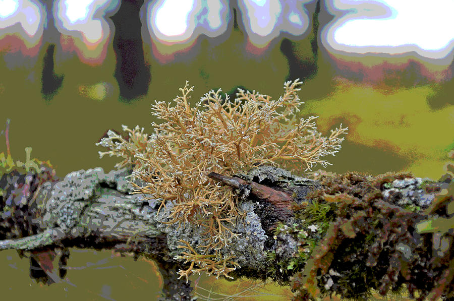 Posterized Antler Lichen Photograph by Cathy Mahnke