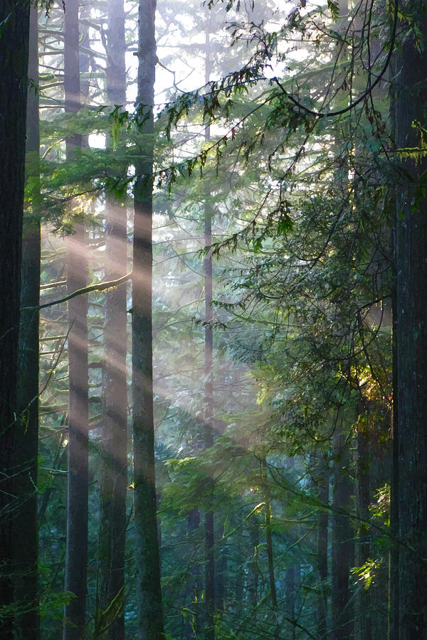 Tree Photograph - Posterized Forest Sunbeams by Lesley DeHaan