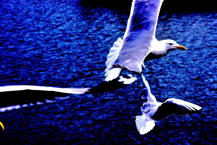 Posterized Gulls Photograph by Nik Watt
